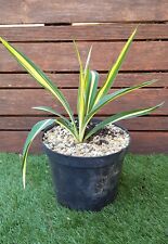 Yucca filamentosa color for sale  Shipping to Ireland