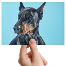 Photograph 6x4 doberman for sale  SELBY