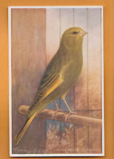 Pássaros - Canário e gaiola Bird Life, Greenfinch Canary.    Cartão postal comprar usado  Enviando para Brazil