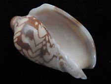 Sea shell Cymbiola nobilis parva 69.5mm ID#5613 for sale  Shipping to South Africa