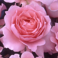 Harkness roses rose for sale  PETERBOROUGH