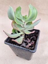Succulent collection for sale  CHELMSFORD