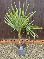 Trachycarpus fortunei palm for sale  FERRYHILL