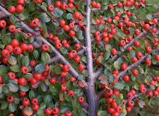cotoneaster shrub for sale  Elko