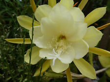 Blattkaktus epiphyllum bewurze gebraucht kaufen  Metternich,-Güls