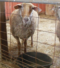 Lana de oveja roja de California CRUDA 15 onzas crema sin lavar calidad de hilado, usado segunda mano  Embacar hacia Argentina