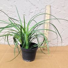 Ponytail palm inch for sale  Jacksonville