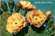 Opuntia Engelmannii, Petley Studios, Albuquerque, New Mexico, K-34A Postcard, used for sale  Shipping to South Africa