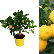 Citrus lemon tree for sale  GLASGOW