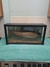Taxidermy large fish for sale  LEEDS