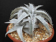 DYCKIA MARNIER LAPOSTOLLEI exotic terrestrial bromeliad rare cacti seed 50 seeds for sale  Shipping to South Africa