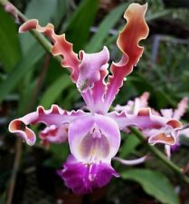 Orchid orchid myrmecophilia for sale  Shipping to Ireland