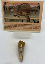Spinosaurus teeth dinosaur for sale  Wake Forest