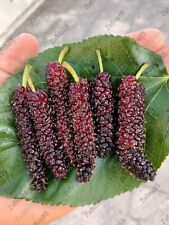 2 x "Mulberry"" Pakistan talee nere dall'isola di Cipro (stock limitato)" usato  Spedire a Italy