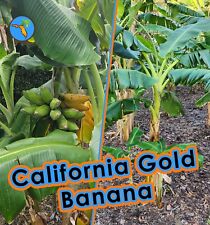 California gold banana for sale  Winter Park