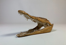 Real taxidermy crocodile for sale  NEWARK