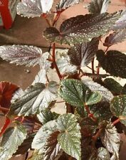 Angel wing begonia for sale  Homestead