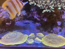 Montipora coral frag for sale  WAREHAM