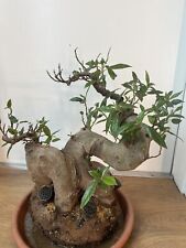 Bonsai feigenbaum früchte gebraucht kaufen  Innenstadt