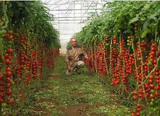 Tomato giant italian for sale  Shipping to Ireland