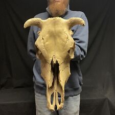 buffalo skull for sale  Radcliffe