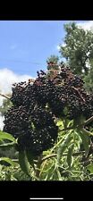 Elderberry sambucus canadensis for sale  Porter