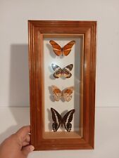 Real butterflies mounted for sale  Bethany