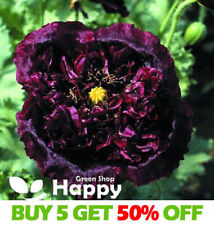 Poppy black peony for sale  DONCASTER