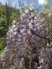Dormant live wisteria for sale  Troy
