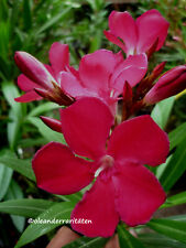 Oleander cuttings emile for sale  Shipping to Ireland