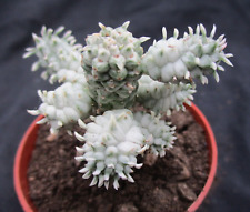 Euphorbia mammilaris variegata for sale  BRISTOL