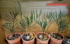 Cycad-Rare 5 Macrozamia Diplomera Advanced Seedlings  for sale  Shipping to South Africa