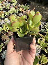 Crassula ovata green for sale  Garden Grove