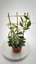 Trellis hoya krimson for sale  Moreno Valley