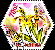 Blume pflanze flora gebraucht kaufen  Königsborn,-Mülhsn.