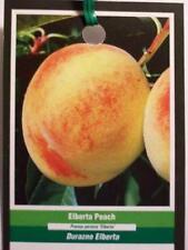 Elberta peach fruit for sale  Ben Wheeler