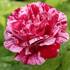 Rose bush ferdinand for sale  GLASGOW