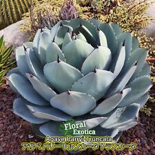 Agave parryi truncata for sale  West Covina