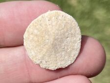 Ukraine fossil echinoid for sale  Coppell