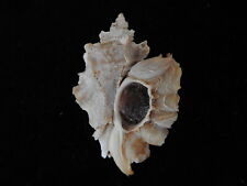 Sea shell Pteropurpura anducus 44.5mm ID#5810 for sale  Shipping to South Africa