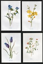 Four antique botanical for sale  BRISTOL