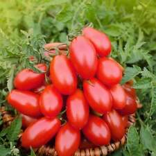 Tomates Roma - Semillas - Orgánicos - No transgénicos - Semillas de reliquia - Semillas vegetales segunda mano  Embacar hacia Argentina
