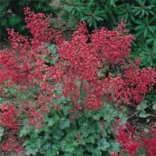 Coral Bells- Heuchera- Firefly- 50 Seeds- BOGO 50% off SALE for sale  Shipping to South Africa