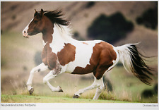 Pferde postkarte harenberg gebraucht kaufen  Langen