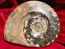 Fossil spirale ammonit gebraucht kaufen  Aschaffenburg