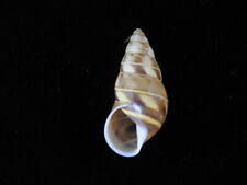 Land snails Amphidromus florensianus 34.7mm ID#6126 for sale  Shipping to South Africa