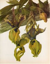 Used, Vintage Botanical Print Orchid Flower Print Wall Art~ Stanhopea hernandez (O128) for sale  Shipping to South Africa