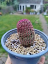 8CM+ ROOTED Echinocereus Rigidissimus Rubispinus Cactus Succulents Live Cacti UK for sale  Shipping to South Africa