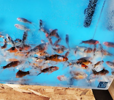 Live shubunkin goldfish for sale  Marysville