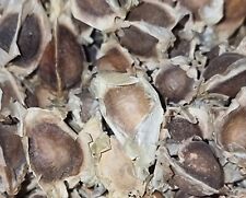 100 piezas semilla de moringa de África Occidental segunda mano  Embacar hacia Mexico